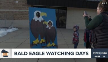 In the 608: Bald Eagle Watching Days this weekend | Features
