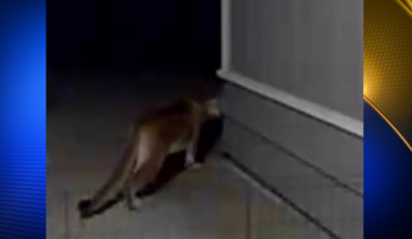 Magalia resident's ring cam captures close mountain lion visit | News