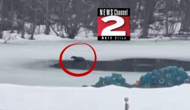 River Otters Spotted in Westmoreland Pond Eating Stocked Fish | Local