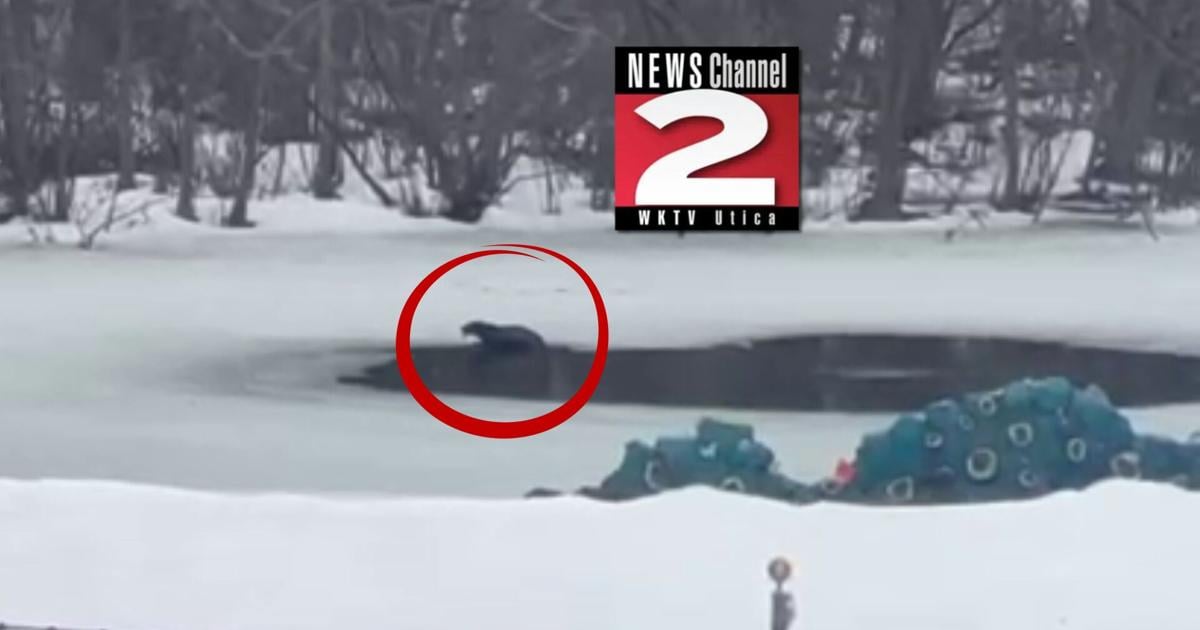 River Otters Spotted in Westmoreland Pond Eating Stocked Fish | Local