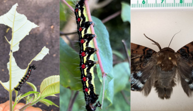 First ramie moth caterpillar found on Kauai; locals asked to report | Local
