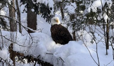 Northwoods Wildlife Center rescues eagle in distress | Local News