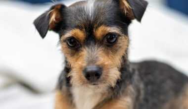 Teeny Chorkie Goes After a Giant Taxidermy Bear and Means Business