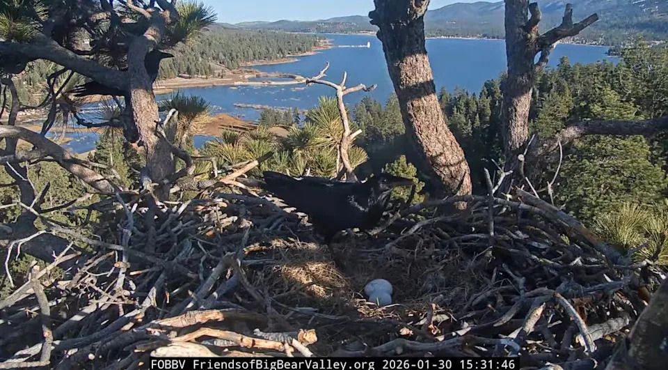 After abandoning their nest for over three hours, Jackie and Shadow’s eagle eggs were damaged by invading Ravens near Big Bear Lake.