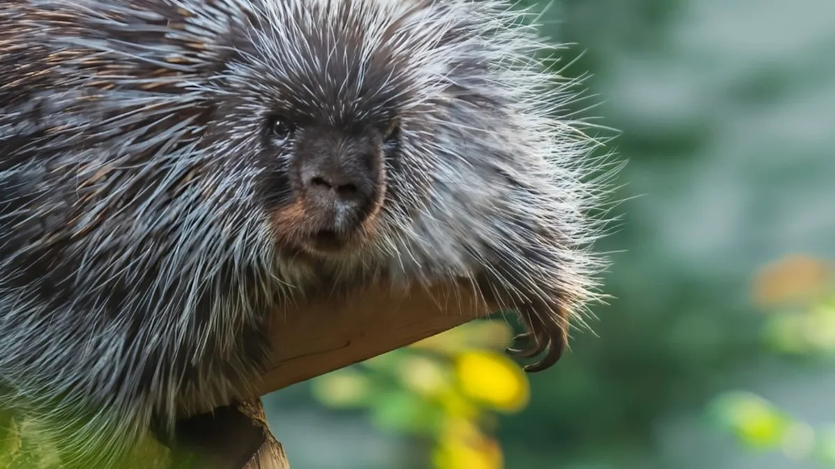 Porcupine’s Reaction to Getting His Ear Scratched Is Absolutely Adorable