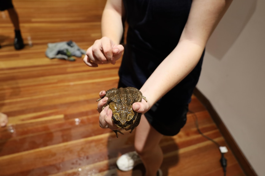 A person holding out a large cane toad with one hand, inside a room.
