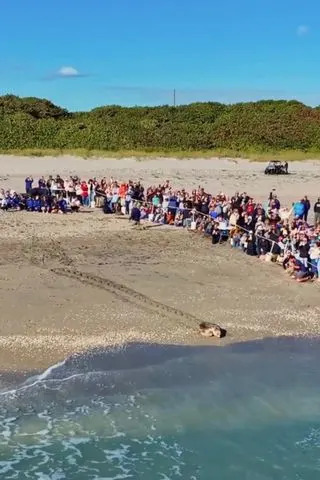Pyari the sea turtle's release Loggerhead Marinelife Center/Facebook