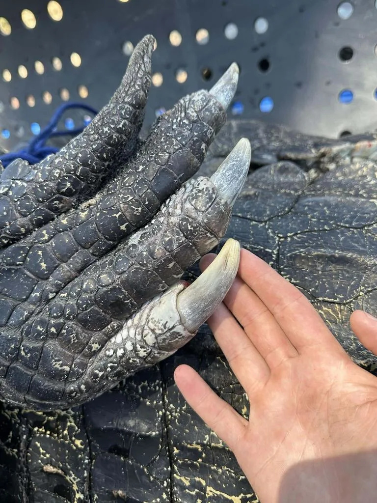 The NT has the world’s largest saltwater population with an estimated 100,000 prehistoric creatures inhabiting the Top End. Picture: Northern Territory Parks and Wildlife