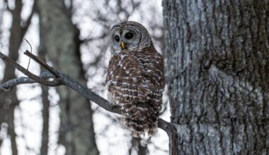 Video: A barred owl is released back into the wild in Monroe