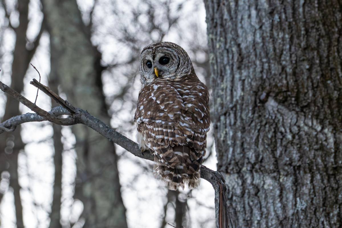 Video: A barred owl is released back into the wild in Monroe