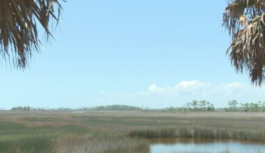 Aerial operations underway to manage hogs at St. Marks Wildlife Refuge