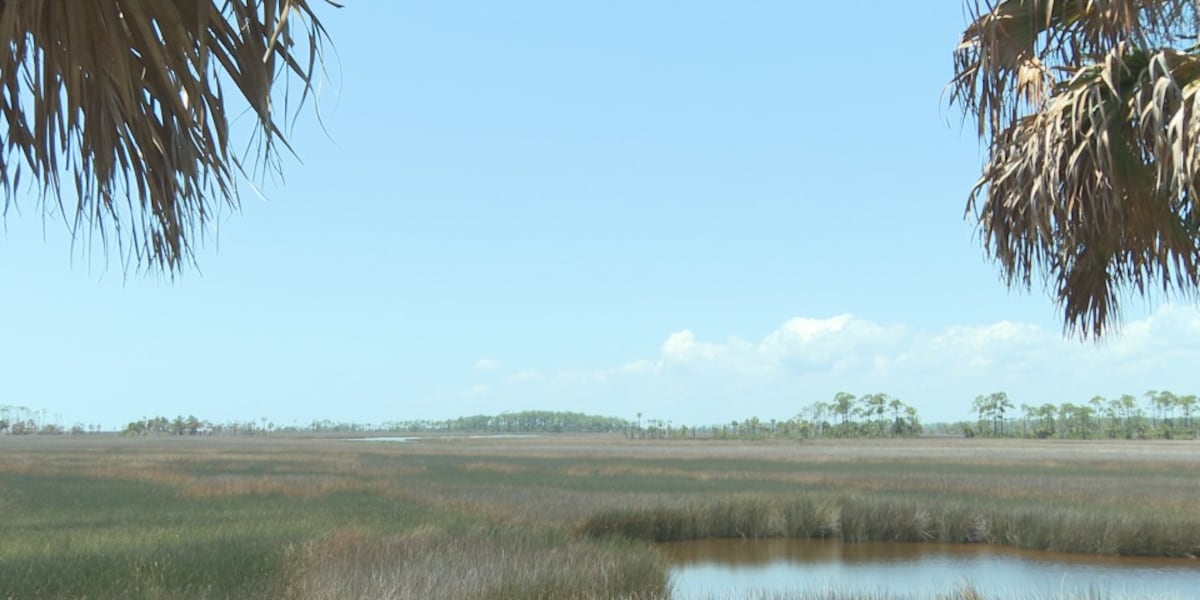 Aerial operations underway to manage hogs at St. Marks Wildlife Refuge