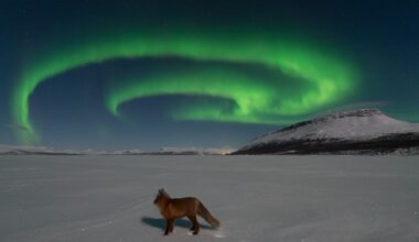 Aurora chaser catches a fox basking in the glow of Finland's legendary 'fox fires' (photos)