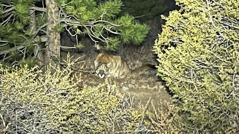 Mountain lion photo taken by hiker