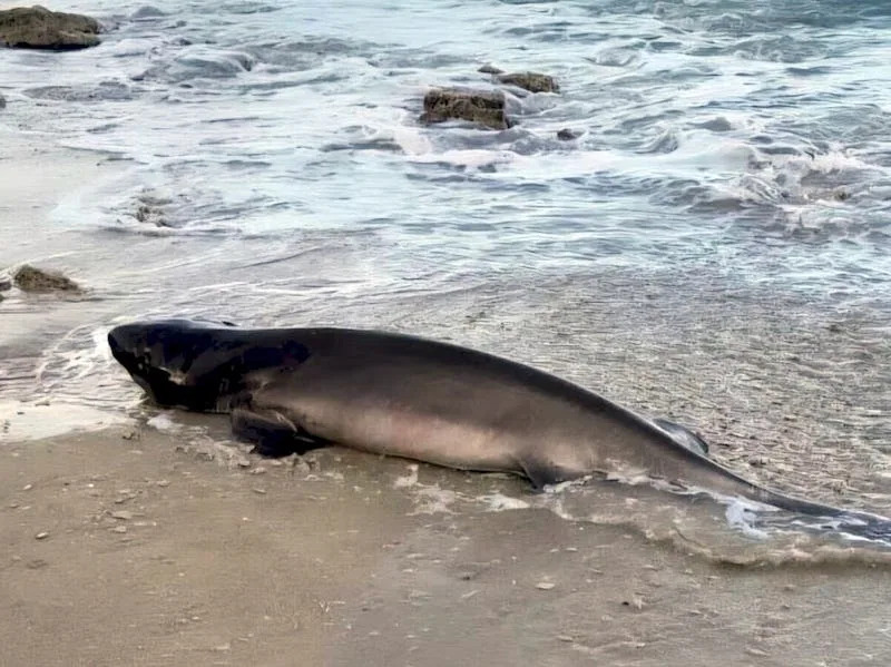 The rare sighting was made on Shoshanat HaAmakim Beach in central Israel.
