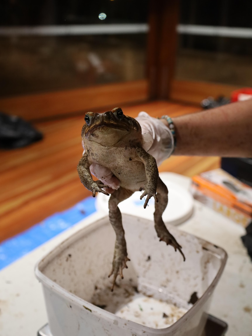 A very large cane toad being held up by a person wearing plastic gloves, inside a room.