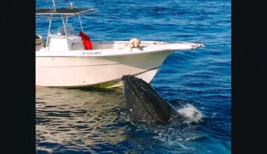 Rescue dog greeted by whale in heartwarming encounter off San Diego