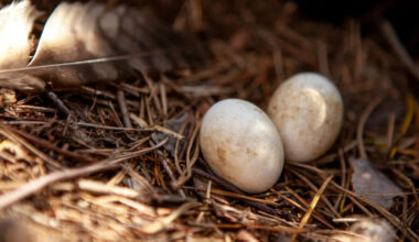 Rescued Owl Surprises Mom by Proudly Showing off an Unexpected Egg