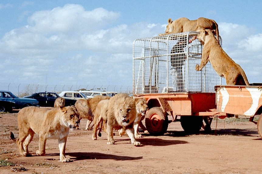 Lions surround a caged trailer with a person inside and cars in the background.