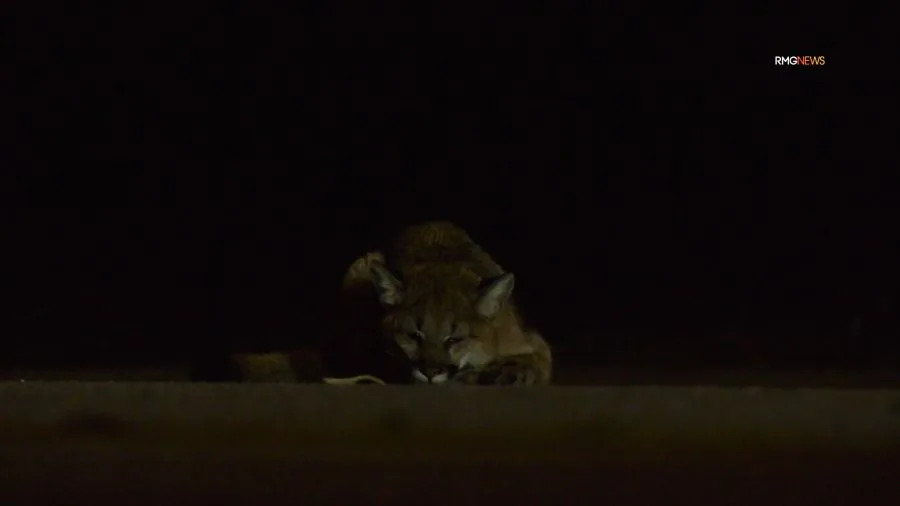 An injured mountain lion cub is seen in the roadway in Castaic before running off. January 2026. (RMG)
