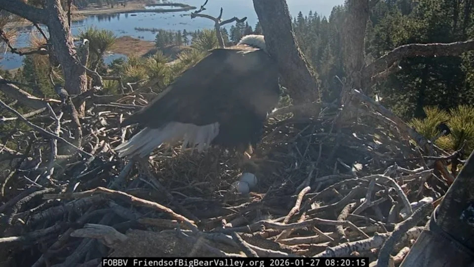 Famed Big Bear bald eagle couple Jackie and Shadow saw their second egg of the 2026 season on Monday, Jan. 26, 2026.