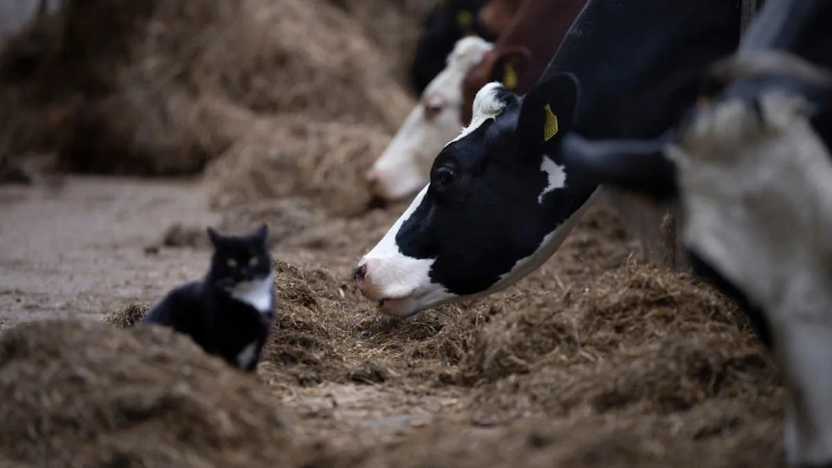 Yahoo lifestyle home