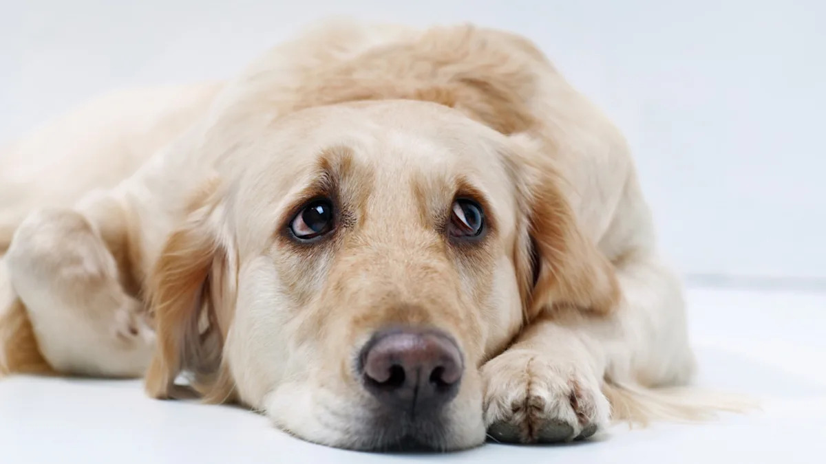 Yahoo lifestyle home