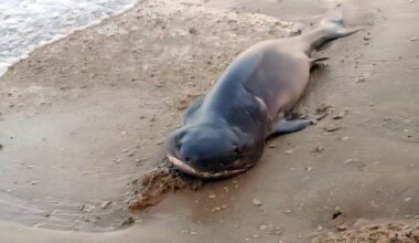 Rare shark washes ashore in Israel, then suddenly disappears