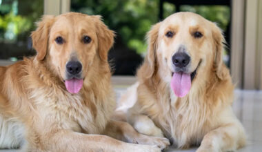 Golden Retriever Siblings Failed the Chicken Nugget Test with Zero Regrets