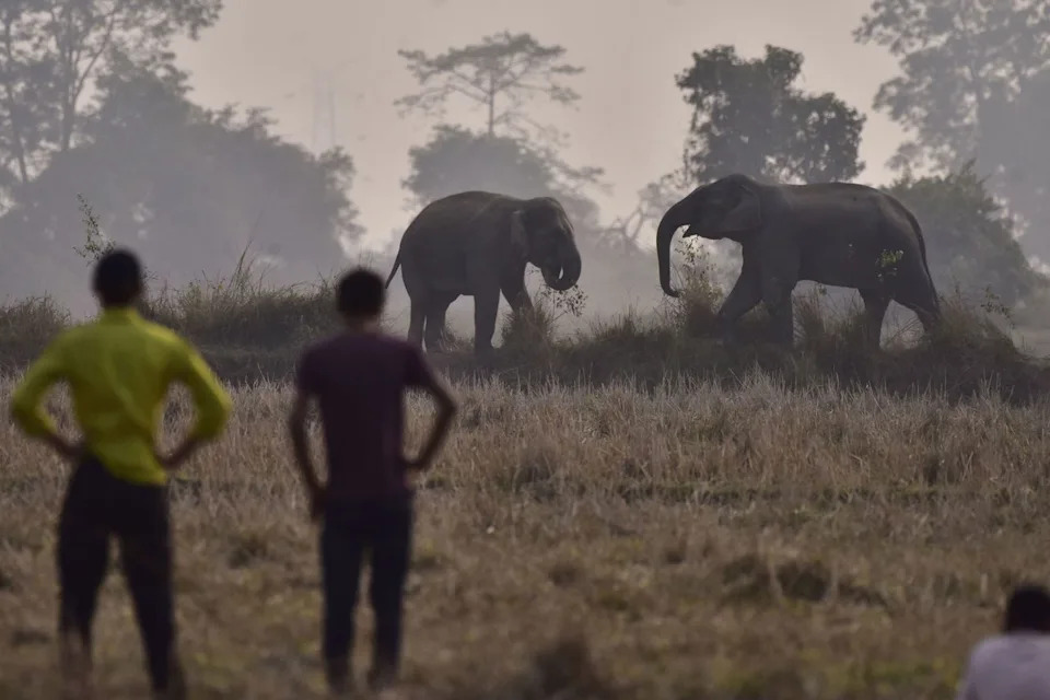 Anuwar Hazarika/NurPhoto via Getty Villagers observe a herd of wild elephants in a village in Assam, India, on Dec. 24, 2025