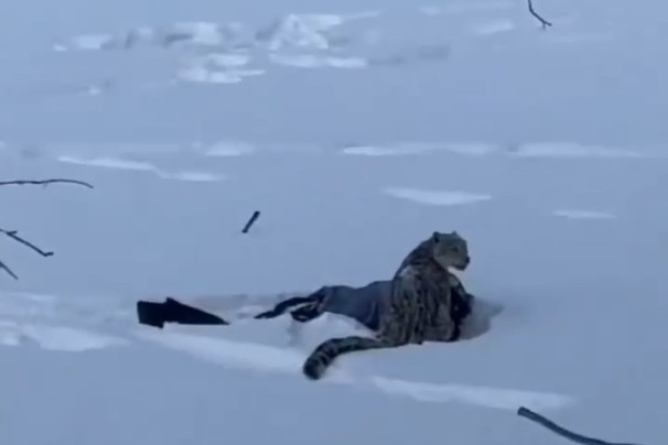 A snow leopard is seen leaning over the woman's body before it reportedly stalked away.