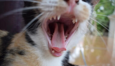 Yahoo lifestyle home