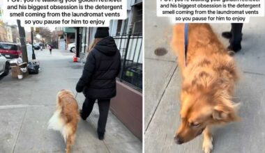 Video: Golden Retriever Needs to Pause Next to a Laundromat Vent During His Walks