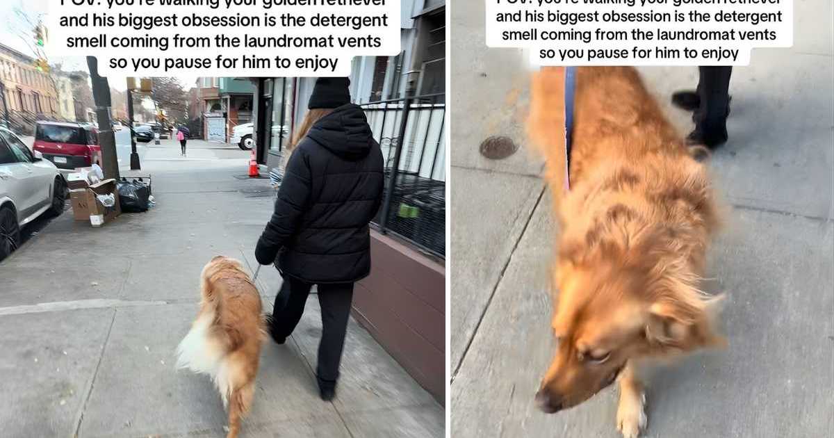 Video: Golden Retriever Needs to Pause Next to a Laundromat Vent During His Walks