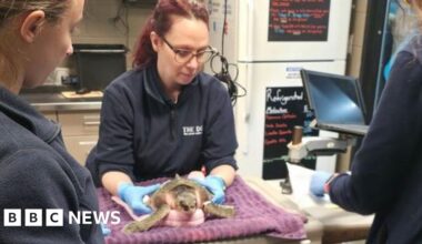 Hull aquarists volunteer to help save endangered sea turtles
