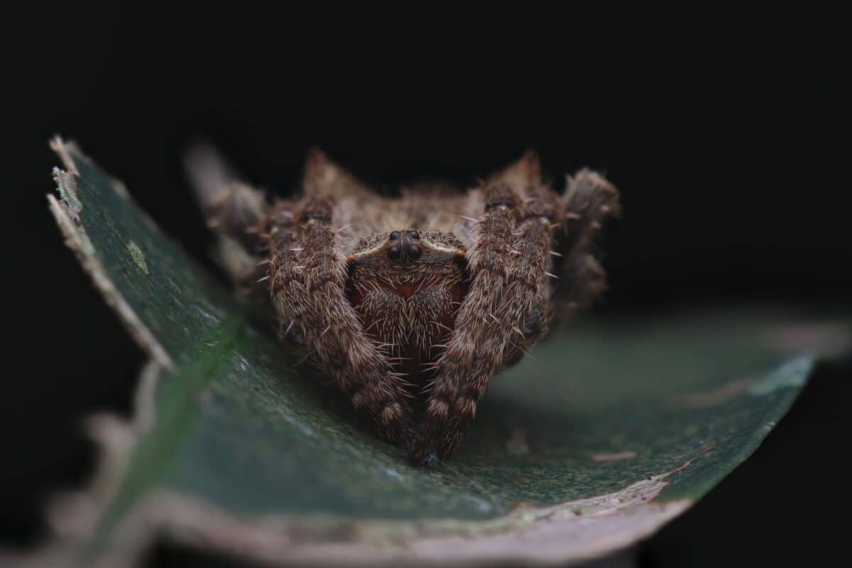 Darwin's,bark,spider,(caerostris,darwini),is,an,orb Weaver,spider,a