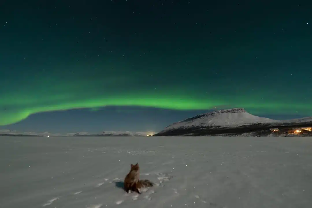 A Curious Fox Watches As The Northern Lights Dance Across The Arctic Sky