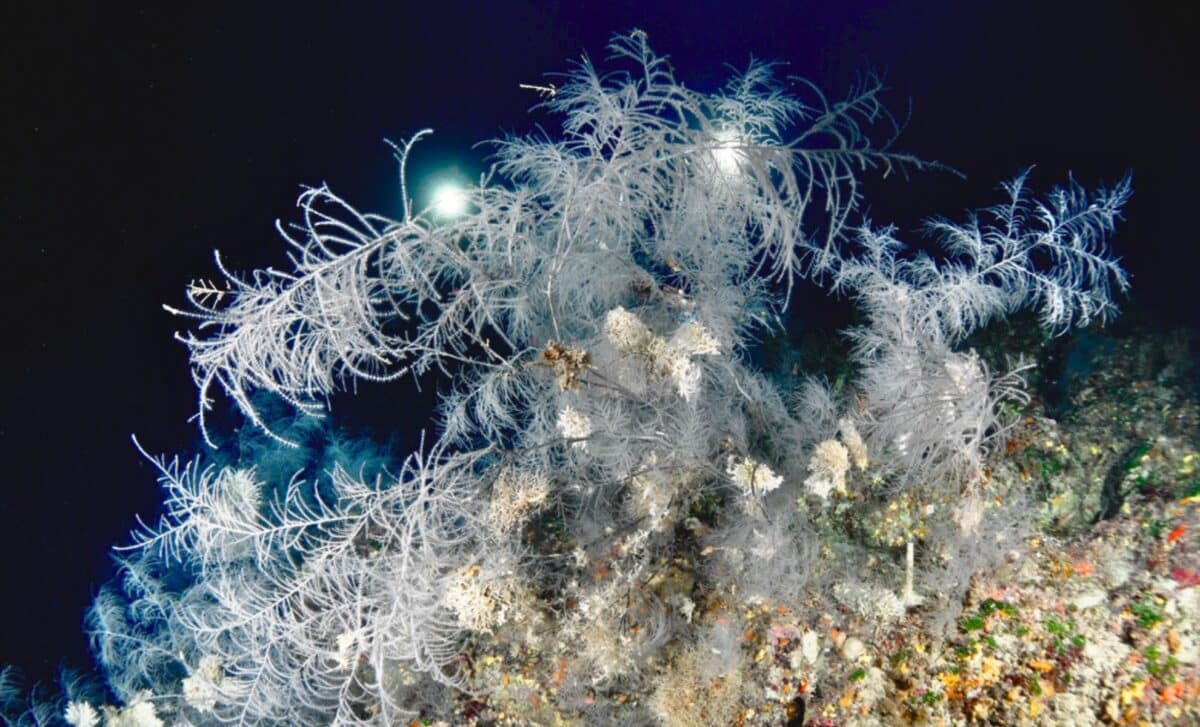 A Giant Sea Creature Has Been Living Undisturbed For 300 Years