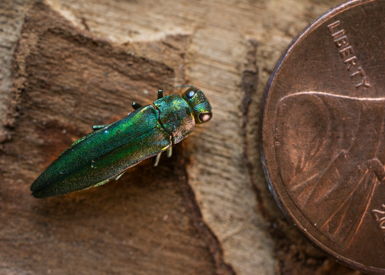 Cornell collects rare ash tree cuttings in race against invasive beetle