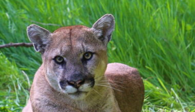 This undated photo provided by the U.S. National Park Service shows a mountain lion photographed in the Santa Monica Mountain range.