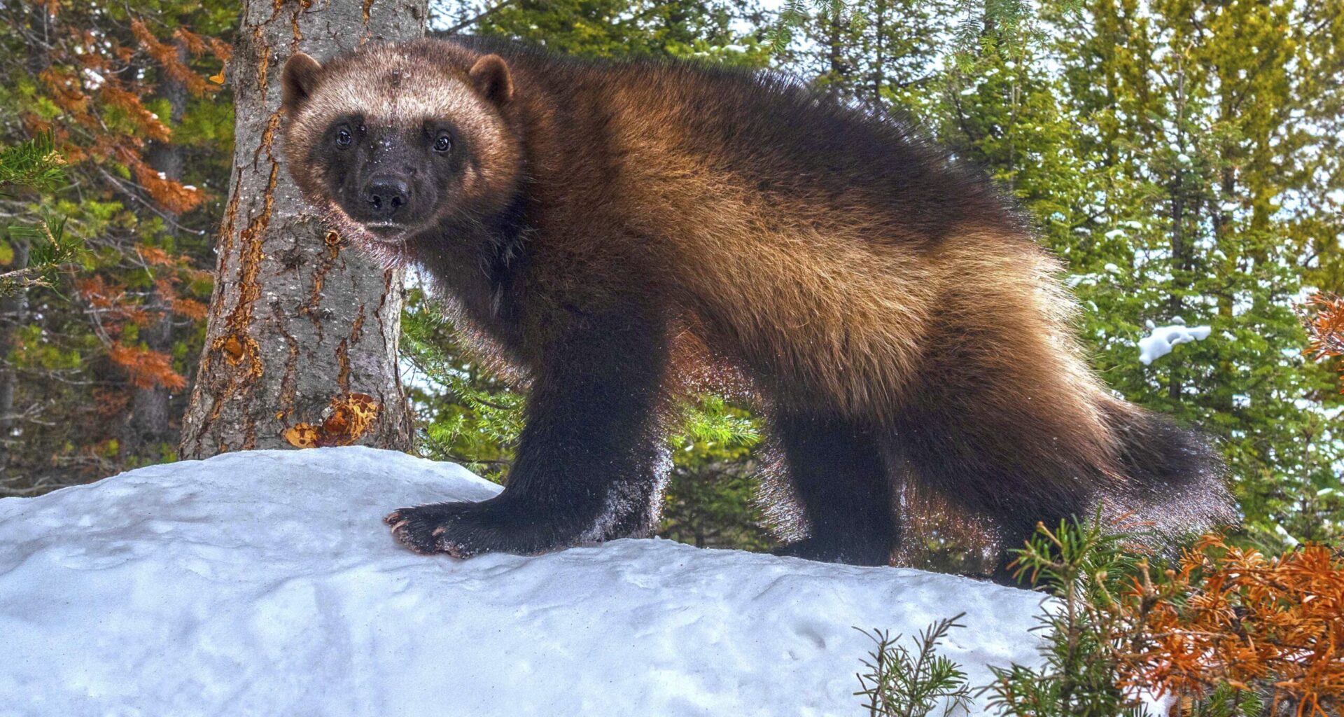 Colorado planning wolverine reintroduction. Here are the details.