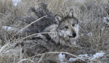 Colorado won’t release wolves this winter after failing to find a new source population