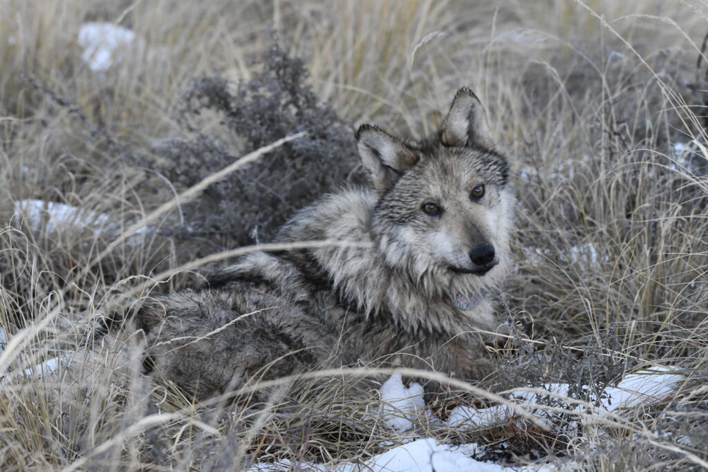 Colorado won’t release wolves this winter after failing to find a new source population