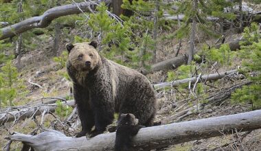 Reward rises on illegal griz killing