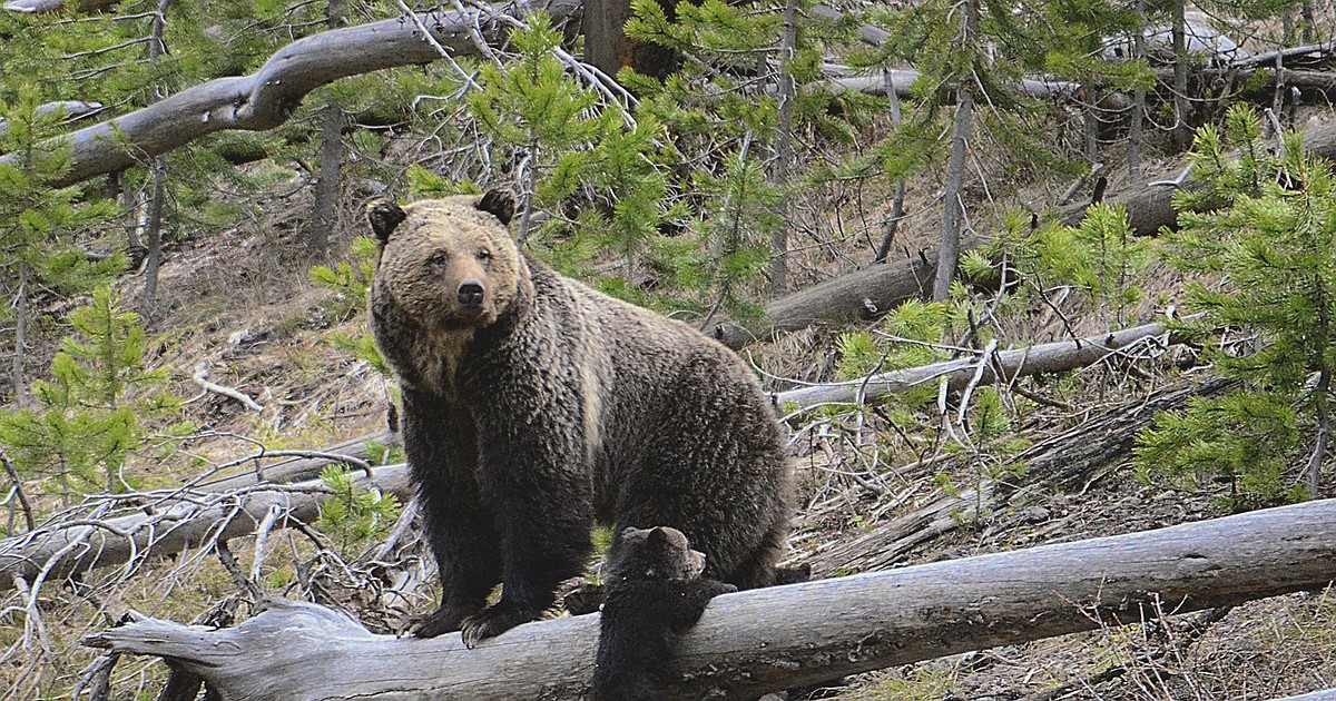 Reward rises on illegal griz killing