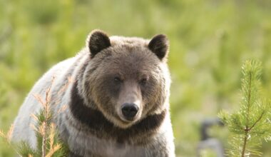 FWP confirms presence of grizzly east of Bozeman