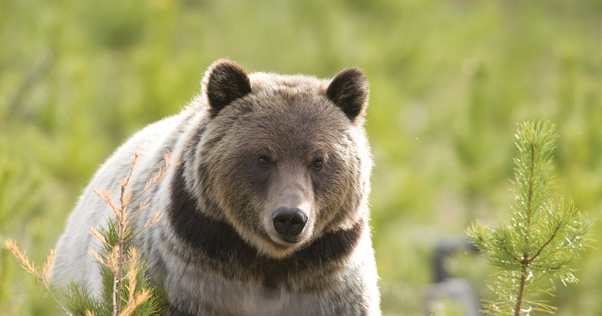 FWP confirms presence of grizzly east of Bozeman