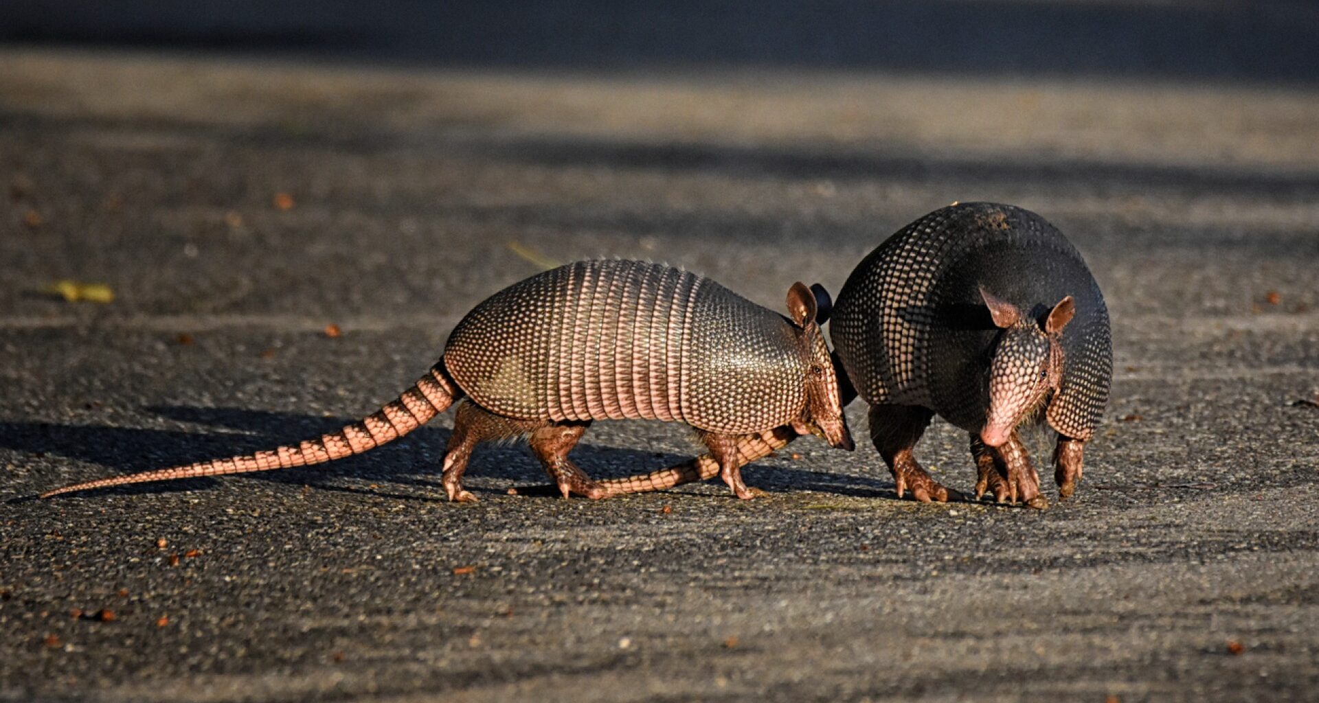 Armadillos in Michigan? Officials aren’t sure but mull killing season
