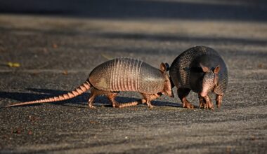 Armadillos in Michigan? Officials aren’t sure but mull killing season