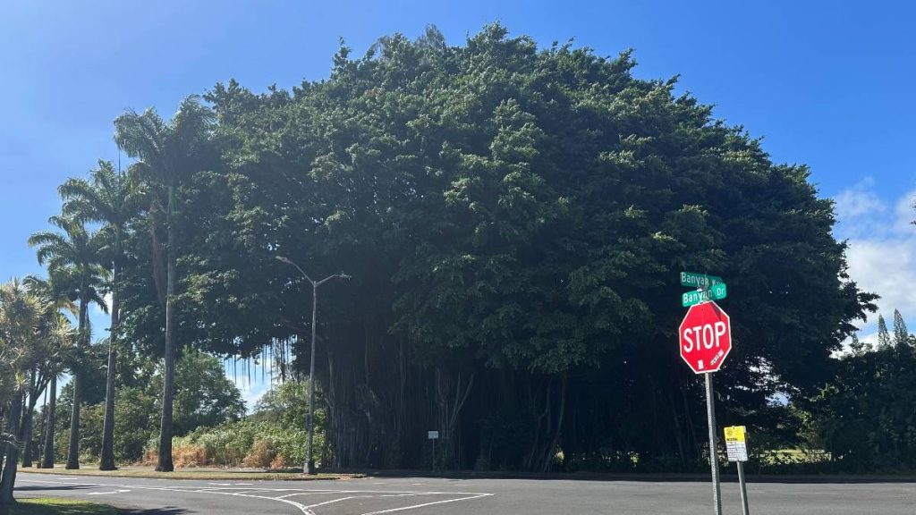 Lane closure begins today on Banyan Drive in Hilo for tree removal : Big Island Now